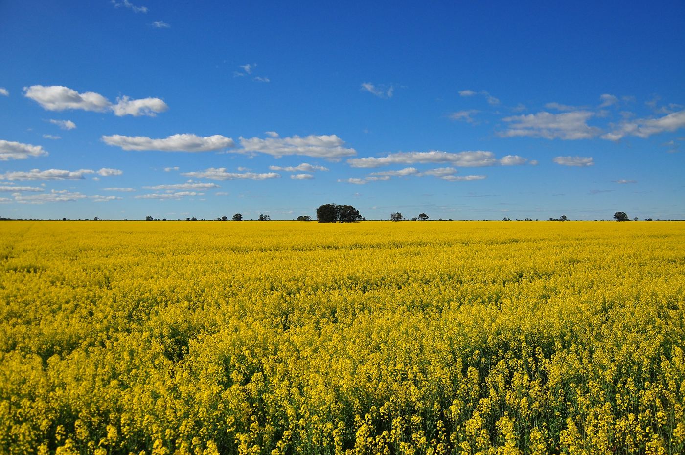 A canola paddock in flower under a blue sky